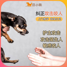 巨小萌训犬上门宠物训练训狗广州佛山东莞深圳清远定点上厕所攻击狗吠叫护食咬人暴冲进笼子咬手脚猫狗打架 攻击咬人