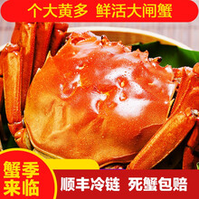 【活蟹】蟹尚书大闸蟹 六月黄大蟹 鲜活特大公母蟹超大活蟹螃蟹全公母活鲜海鲜生鲜实物 水产礼盒装 六月黄2.3-2.0两 14只装公母对半
