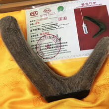 易天健 梅花鹿干鹿茸整支头茬二杠鹿角可切片煲汤泡酒男性养生滋补品泡酒料