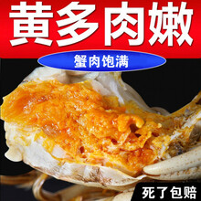 【活蟹】大闸蟹鲜活螃蟹特大六月黄全公母活体现货海鲜水产蟹类 安德兰 【2.3-2.7两】买8只+2只