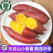 【顺丰速运】天目山小香薯 中号5斤 临安板栗红薯番薯新鲜紫薯地瓜黄心蜜薯山芋