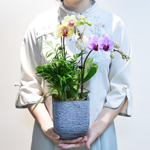 自然空间 ZRKONJN 蝴蝶兰盆栽带花苞客厅绿植四季植物兰花花卉室内盆景开业乔迁送礼 拾方蝴蝶兰+藤球+蝴蝶