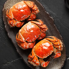 【活蟹】大闸蟹鲜活六月黄公母特大礼盒装 罗菲迪新 母(1.8-2.2两)16只