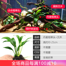 异景园 大九叶皇冠草真水草鱼缸装饰活体懒人水草淡水有茎类中后景阴性草趴地绿菊矮珍珠莫斯片增氧水草净水 【单头丹麦荣】