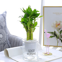 长寿花发财树九里香虎皮兰文竹大叶金钻芦荟栀子花花卉盆栽文竹水培植物盆栽花卉室内盆景绿植吊兰海棠 【单盆】荷花竹 带盆栽好发货