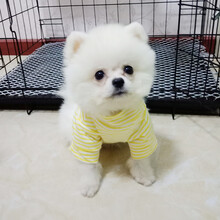 DroolingDog可爱小奶狗衣服夏装薄款泰迪雪纳瑞比熊幼犬小型犬博美巴哥加菲英短蓝猫咪衣宠物春秋 黄色 XS(大约2-3斤胸围34身长22)