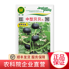 北京农科院京研中型贝贝南瓜种子蔬菜种籽早熟丰产黑贝贝南瓜种孑甜面栗子味道南瓜阳台四季种植露地春秋播种 京研中型贝贝南瓜种子5粒1袋