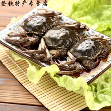 5折 宁波特产 个个有膏的醉毛蟹 大醉蟹  酱毛蟹  大闸蟹酱螃蟹