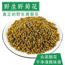 250g野菊花茶野生特级胎菊散装苦小干米菊 野菊花定制