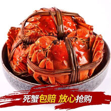 【活蟹】大闸蟹鲜活活体螃蟹现货六月黄公母海鲜水产蟹类 安德兰 【3.0-2.5两 10只】只只有黄