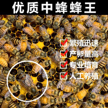精选中蜂王种王蜜蜂产卵交尾王活体处女王阿坝双色新开产王土蜂王 本地处女王 杂交开产王