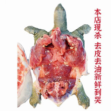 甲鱼现杀现发外塘老鳖鲜活甲鱼食用王八真空包装新鲜 净重【1.4-1.6斤】一只大鱼