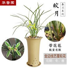 春兰【皎月】华香园绿植花卉 兰花苗银边金边复轮浓香耐阴花卉盆栽客厅阳台卧室办公桌室内 皎月 1棵6苗  带花苞 裸根发货
