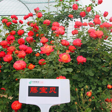 藤四季开花大型藤本月季花苗爬藤多花蔷薇玫瑰花庭院花卉绿植 藤高30-50CM 不含盆