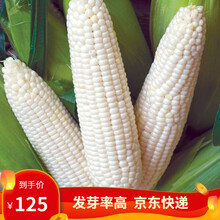 凤鸣雅世 甜玉米种子牛奶香甜水果玉米种子冰糖脆糯四季春种籽孑鲜食甜玉米种籽种孑可生吃玉米种籽 白甜糯玉米种子200克5袋