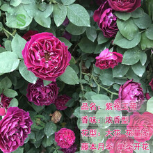 【带土带叶】月季花苗藤本大花灌木月季花苗蔷薇花苗阳台庭院室内花卉植物盆栽 藤本月季紫袍玉带（爬藤） 带原装营养钵发货