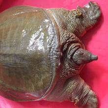 包活外塘大甲鱼活体生态放养外塘王八中华珍鲁赤尔老鳖团水龟甲鱼 1.7-2.2斤老鳖仅25只