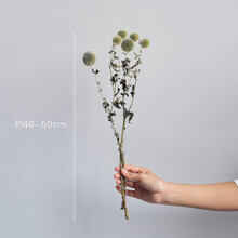 干花束 送女友男友礼物笨拙的象蓝星球进口干花高端软装装饰摆件森系北欧文艺蓝刺头 进口蓝星球 2支 长约40-50cm 干花包