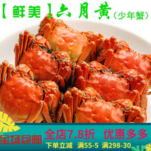 【活鲜】大闸蟹全母鲜活六月黄螃蟹海鲜水产公母蟹海鲜礼盒现货 惟纳德 六月黄(2.0-2.5两)12只
