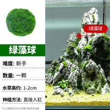 疯狂水草水草活体鱼缸水草鱼缸造景套餐真水草莫斯水榕沉木矮珍珠 【前景】 绿藻球