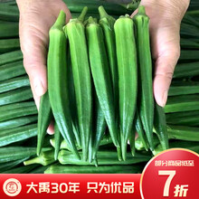 大禹 瓜果蔬菜苗子大全菜苗盆栽各种秧苗韭菜根辣椒苗茄子苗黄瓜苗小番茄苗带土发货四季绿植水培家庭种植 黄秋葵苗 5棵