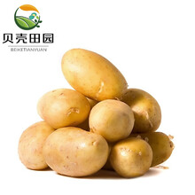 【贝壳田园】土豆黄皮小土豆马铃薯洋芋新鲜时令现挖现发蔬菜 1500g