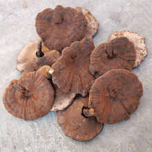 灵芝仿含孢子粉紫灵芝不苦长柄整枝深山黑灵芝可切片 短柄整枝 100g