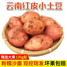 大地果缘 云南高原特产红皮小土豆黄心新鲜现挖蔬菜农家自种马铃薯产地直发 1500g