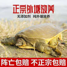 外塘大甲鱼活体生态王八中华鳖鲜活老鳖团鱼 姬美食尚 外塘青鳖1.8斤