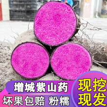 紫山药新鲜脚板薯 增城紫玉淮山农家 紫脚板薯 现挖紫大薯5斤老树 5斤