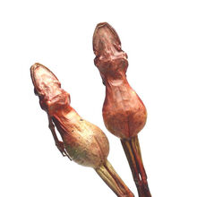 【正宗雪蛤干】整支东北长白山雪蛤油蛤蟆干林蛙干雪蛤膏雪蛤线油 足12克1支(买5送1买10送3)