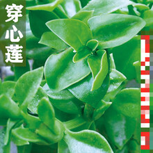 纳格兰穿心莲种子田七蔬菜种子易活野菜菜籽盆栽春季农家植物蔬菜籽 穿心莲 原装X 十包