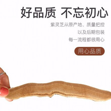 茵阳芝 茵阳芝【小片】官网茵阳灵芝 袋装100克