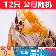 【活鲜】大闸蟹全母4.0-3.5两18只鲜活螃蟹活体现货礼盒 塔布莫特 (公母2.5-2.0两)12只