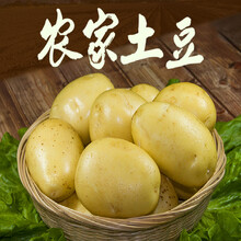 土豆 山东新鲜大土豆农家自种蔬菜黄心土豆黄皮马铃薯洋芋 2500g