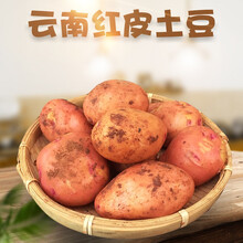希果贝贝 云南红皮黄心小土豆 现挖新鲜马铃薯老品种洋芋 5斤装
