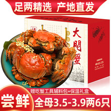 【活蟹】6只装臻原生阳澄湖六月黄大闸蟹鲜活螃蟹现货海鲜水产生鲜蟹类礼盒 全母蟹：3.5-3.9两（6只）