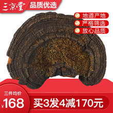 三京堂 野生桑黄灵芝整枝 长白山桑黄菌茶可搭孢子粉 500g【切块打粉请留言】 野生桑黄