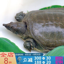 甲鱼外塘大甲鱼活体生态王八中华鳖老鳖苗团鱼 2-2.3斤野外老鳖