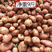 新鲜10斤农家自种蔬菜云南红皮黄心小土豆批发马铃薯洋芋净重9斤新鲜发货