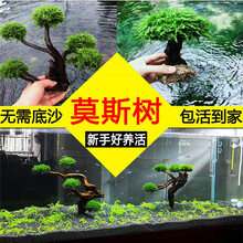sobo 莫斯树水草鱼缸造景无土四季淡水增氧水族箱懒人沉木鱼缸活体淡水植物水草 成品莫斯树(高21-24cm六头)
