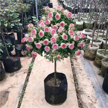 虹毅 树桩月季花苗特大花嫁接树状户外庭院地栽月季花盆棒棒糖老桩大花浓香四季植物花卉盆栽 粉龙 1.5公分带原土发货