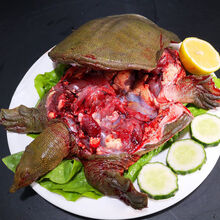 鲜源澜湾 现杀老鳖甲鱼精品外塘甲鱼源生态活体真空包装发货 下单现杀 2.4斤净重(3斤宰杀)