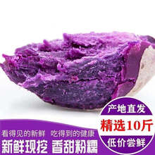 【粉糯香甜 】沙地紫薯新鲜地瓜现挖番薯3/5/9斤 【3斤装】中果