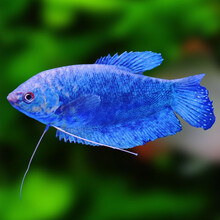 鱼多趣 蓝曼龙鱼活体 热带鱼观赏鱼活体 淡水鱼新手鱼 水族活体 12条送3条（6-8cm）