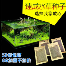 迷你对叶 前景草大叶珍珠水草种子 鱼缸造景装饰水草种子 大对叶10克
