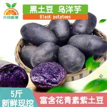 【现挖/现发】甘肃黑土豆3/5/10斤装 乌洋芋紫土豆花青素黑美人黑金刚 新鲜蔬菜富硒马铃薯 精选装 5斤