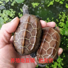 3-18CM外塘大小中华草龟乌龟活体金线龟外塘草龟黑腹墨龟 8-10厘米金线草龟