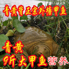 冷藏发货  大甲鱼鲜活水产甲鱼苗生态放养  欧林醉尔 3.3-3斤 青黄背
