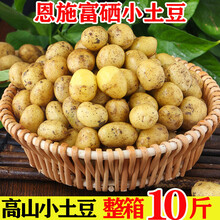 现挖小土豆批发新鲜迷你粉糯面黄心马铃薯洋芋应季蔬菜5斤/10斤 带箱9-10斤